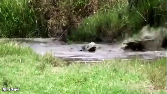 Best Animal Fights! Rhino Vs Hyenas, Lions Vs Python & Hyenas, Crocodile attack cheetah