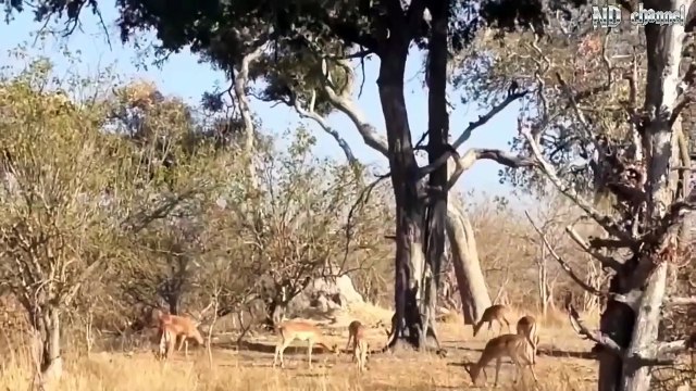 Leopard vs Monkeys! Animals Attack
