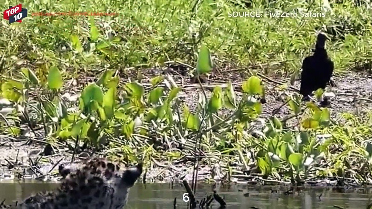 Top 10 Powerful Jaguar Attacks on Crocodile