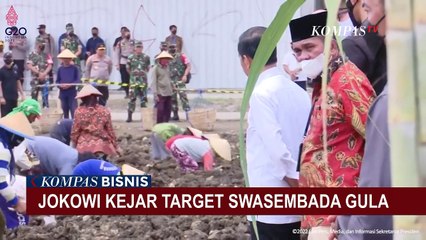 Jokowi Akan Siapkan 700.000 Hektar Lahan untuk Budidaya Tebu, Kejar Target Swasembada Gula!
