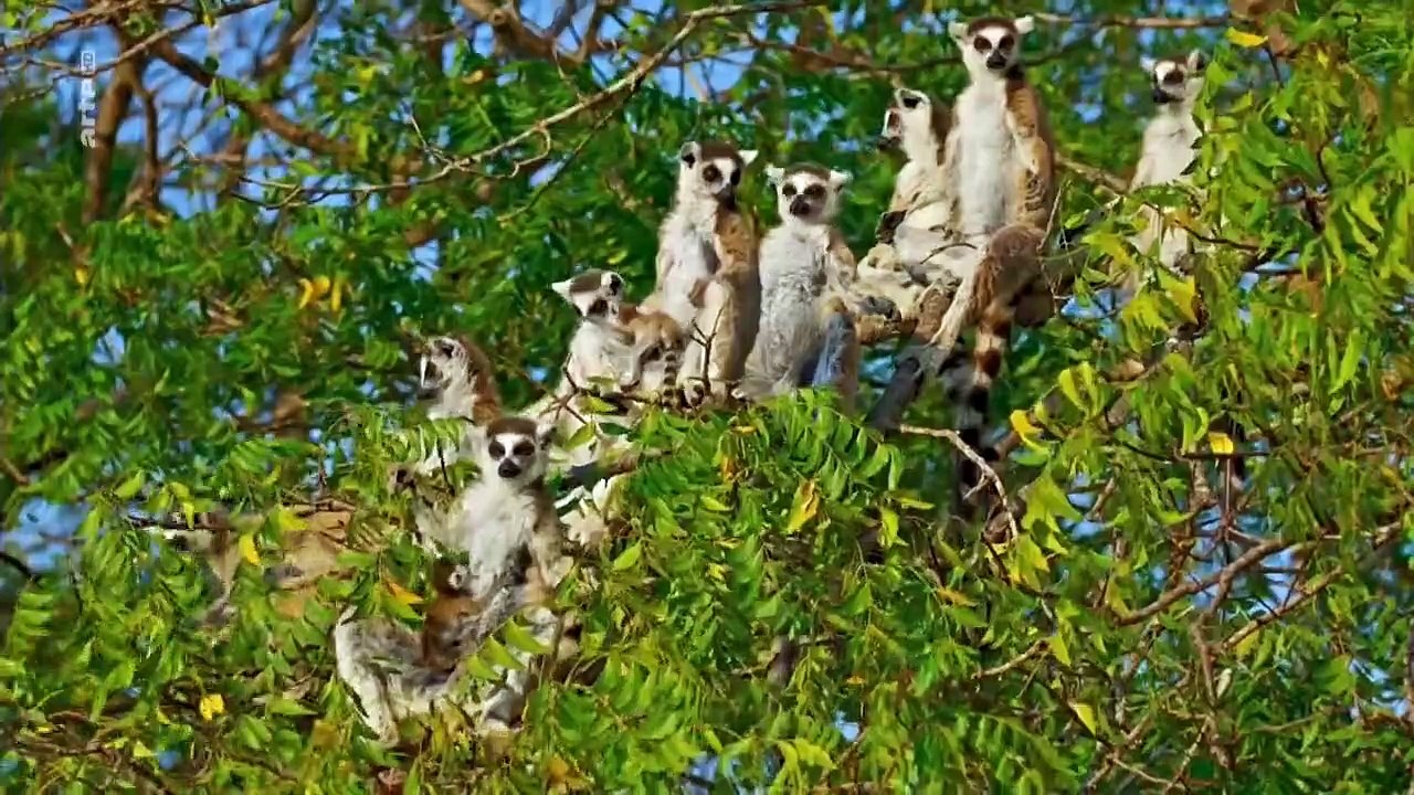 Madagaskar - Bandenkrieg der Lemuren Staffel 1 Folge 1 HD Deutsch