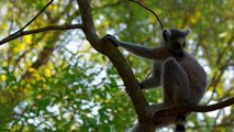 Madagaskar - Bandenkrieg der Lemuren Staffel 1 Folge 5 HD Deutsch