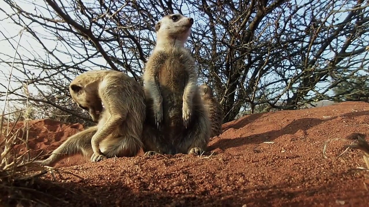 Neuesden Erdmännchen - Neue Abenteuer in der Kalahari-Wüste Staffel 1 Folge 2 HD Deutsch