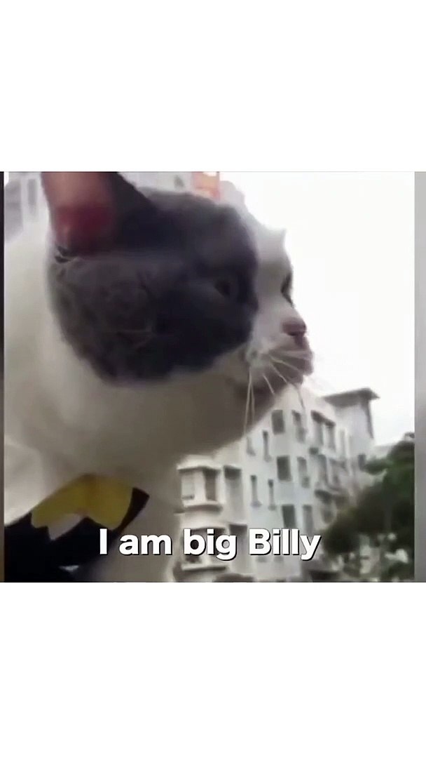 Funny Cats and Cute Cats, Cute cat