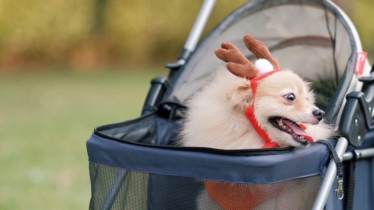 _4k-video-close-up-tracking-cute-little-pomeranian-dog