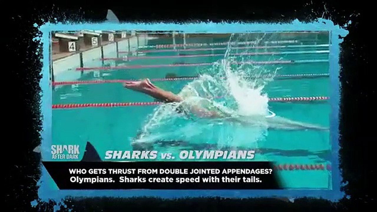 Shark After Dark - Se5 - Ep01 - Off to the Races HD Watch HD Deutsch
