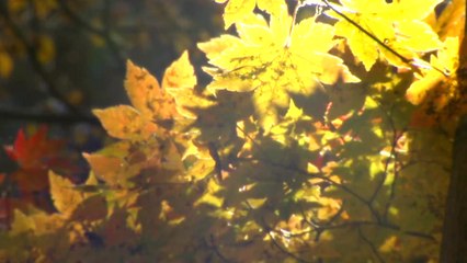 [영상] 깊어가는 가을과 낙엽 / YTN