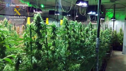 La Guardia Civil desmantela dos grandes plantaciones de marihuana en El Casar