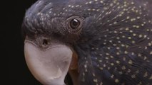 Black Cockatoo Crisis Trailer