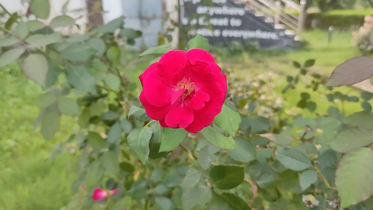 Wonder Flower | Wonder Nature's Photography #trending #featured