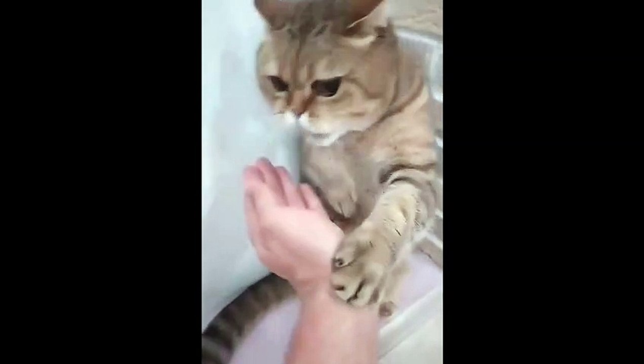 funny video cats