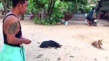 Troll Prank Dog Funny & fake Lion and Fake Tiger Prank To dog & Huge Box Prank t_HD