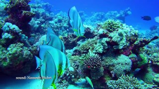 The Red Sea - One of the World's Natural Wonders _