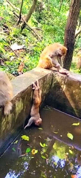 monkey drinking