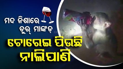 Special Story | Watch- Beer-guzzling monkey in UP’s Rae Bareilly; video goes viral