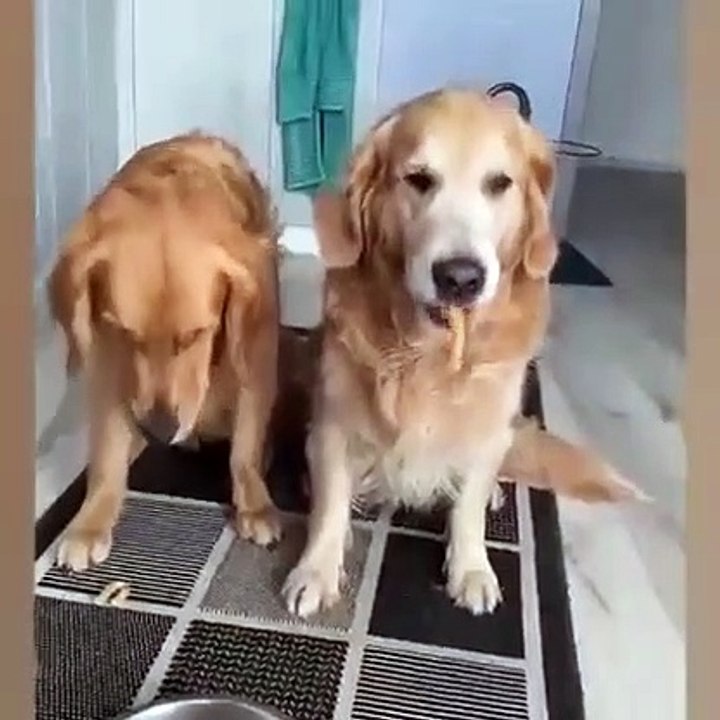 FUNNY ANIMALS CAT AND DOG