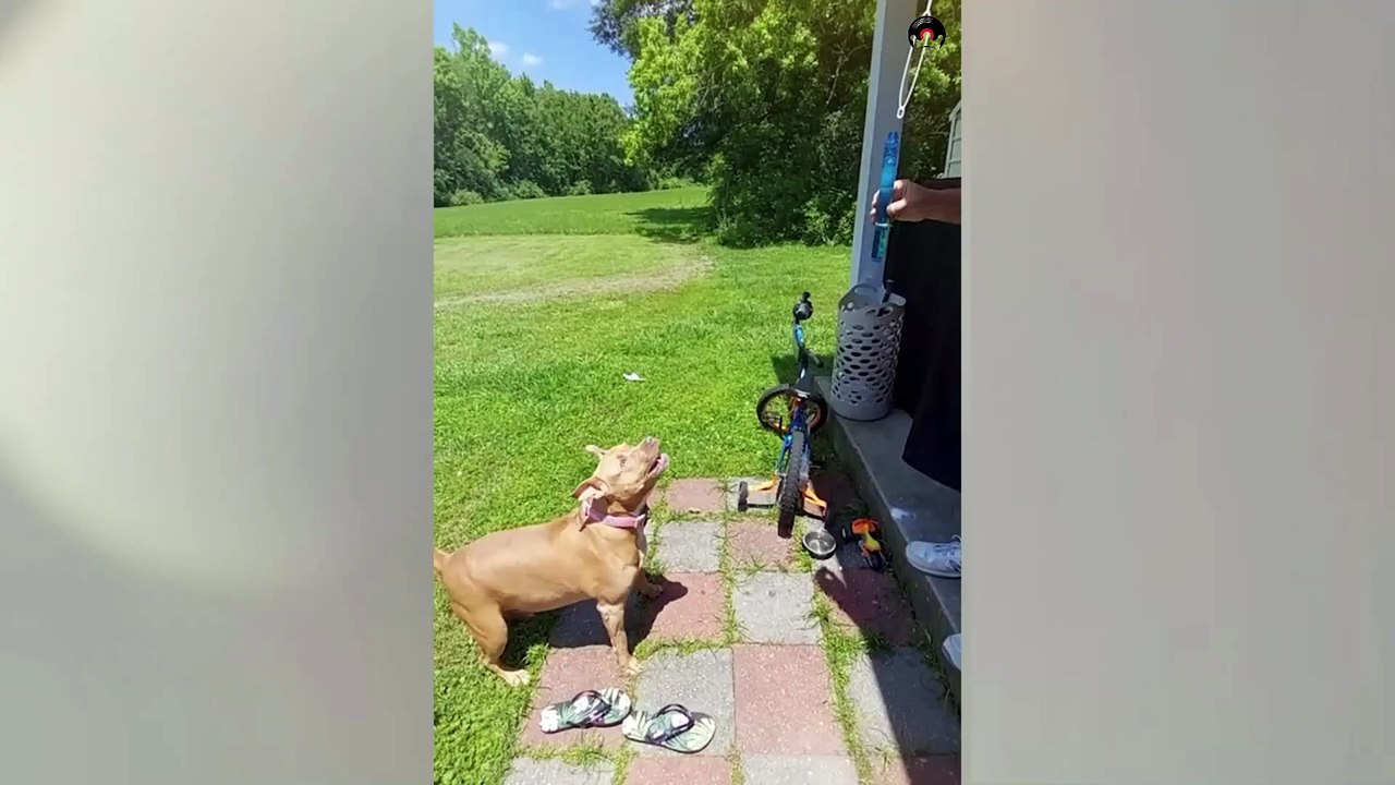 The funniest animal videos, funny dogs and cats, try not to laugh at animals Part1