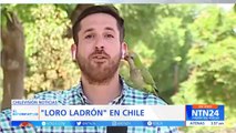 Video: Un loro le roba el auricular a un periodista chileno en transmisión en vivo