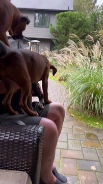 Not Enough Laps for All These Lap Dogs