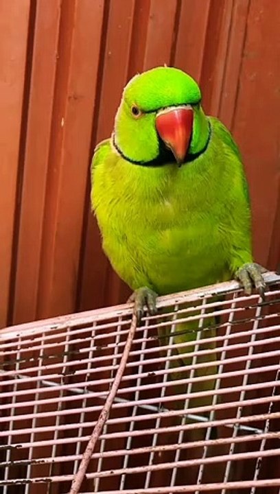 Talking Parrot New Episode