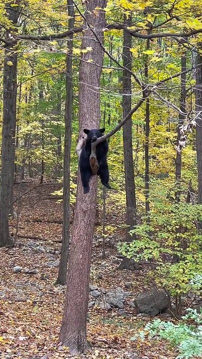 Bear Deep in Thoughts up in a Tree