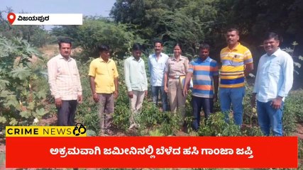 ವಿಜಯಪುರ: ಅಕ್ರಮವಾಗಿ ಗಾಂಜಾ ಬೆಳೆದ್ದ ಆರೋಪಿ ಬಂಧನ