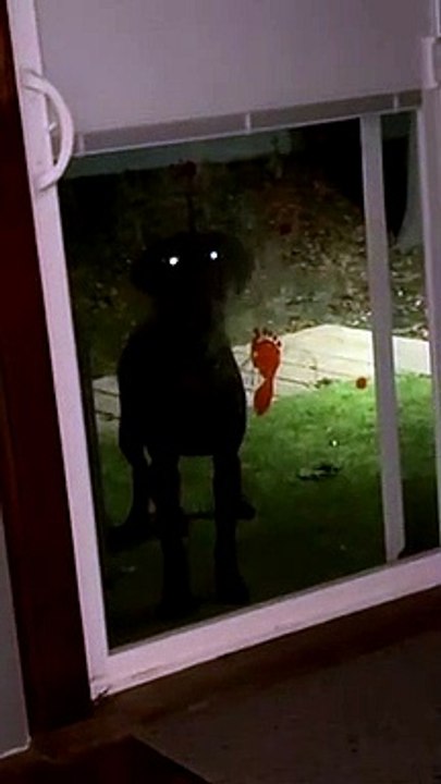 Dog Knocks to Come Inside