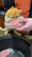 A Cat Burglar Just Wants Chicken