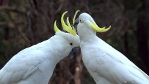 Dua burung putih TTixkit-big-white-birds-caressing-each-other-11007-medium