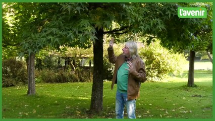 Jardin - Couleurs d'automne