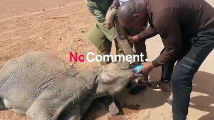 شاهد: نفوق 200 فيل خلال 9 أشهر بسبب الجفاف في كينيا