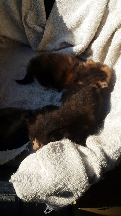 kitten34
