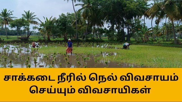 புதுக்கோட்டை:சாக்கடை நீரில் விவசாயம்,அசத்தும் விவசாயிகள்!