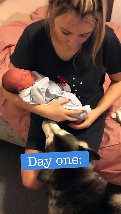 HAPPY 4TH BIRTHDAY PARKER, husky vs baby is the best