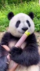 panda is eating?