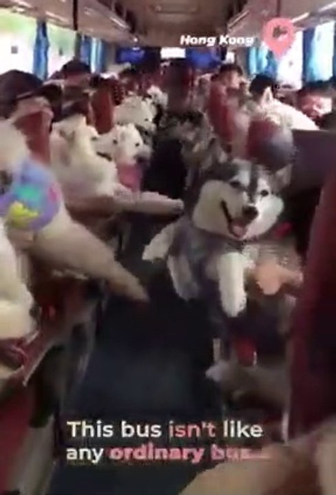 A bus full of happiness 