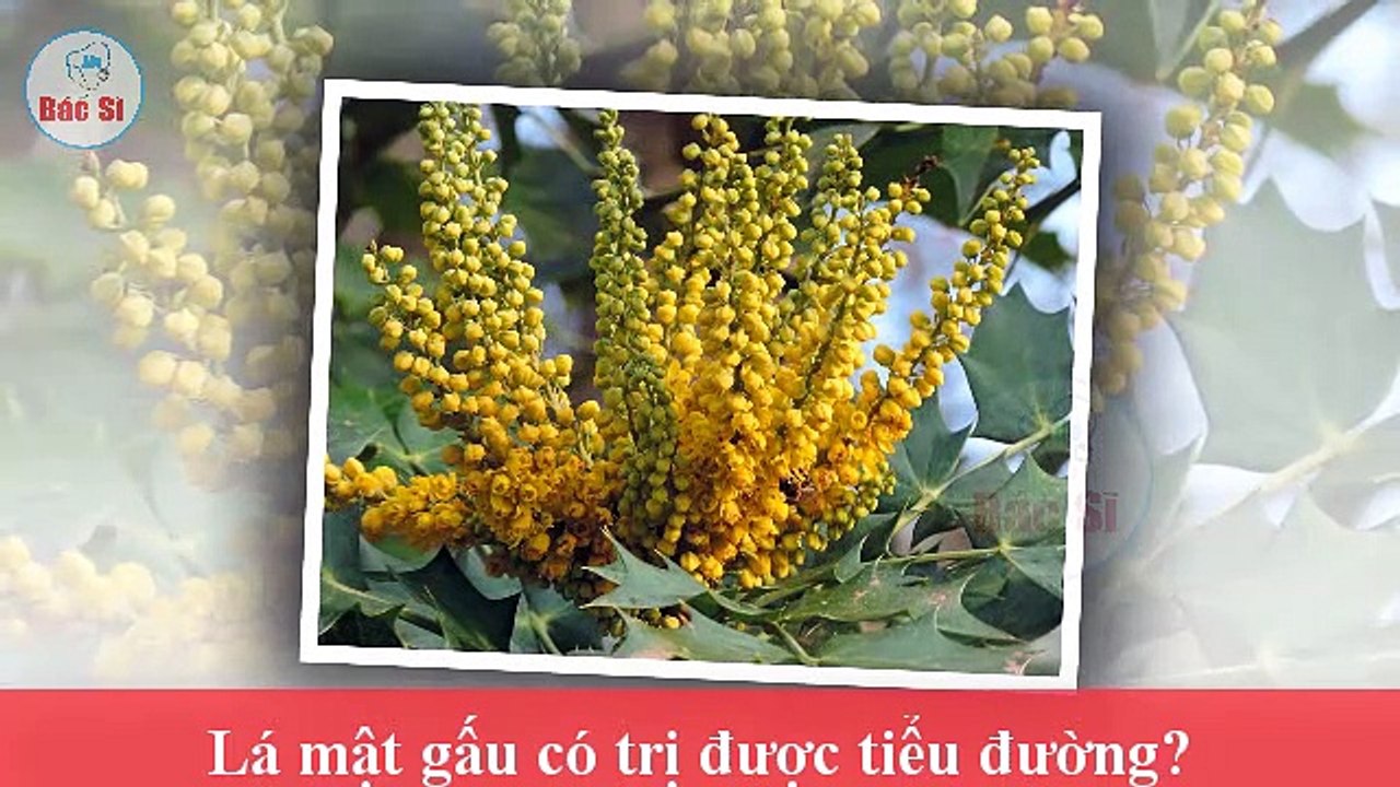 Thực hư Lá Cây Mật Gấu chữa bệnh tiểu đường ra sao ?