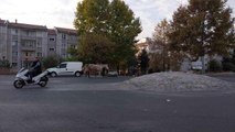 Kırklareli'nde başıboş atlar trafiği tehlikeye sokuyor