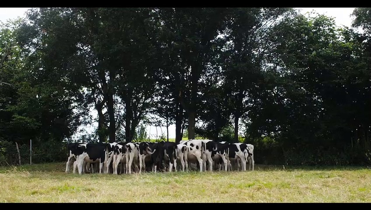 Cow Bande-annonce (EN)