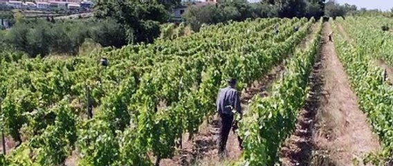 Nunca Nada Aconteceu Bande-annonce (PT)