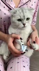 How to trim cat claws