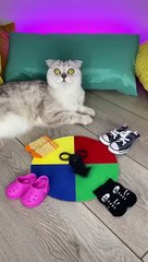 Count Dracula  Happy Halloween