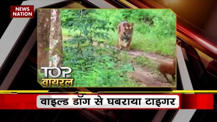 Viral Videos : देखिए सोशल मीडिया पर वायरल वीडियो का Countdown | Top 10 viral video |