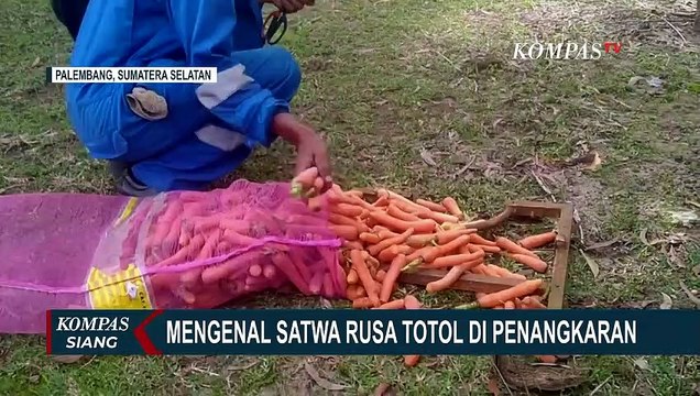 Inilah Kegiatan Ruslan, Pengurus 70 Ekor Rusa Totol di Penangkaran Sungai Gerong!