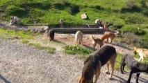 Kimsesiz Hayvanları Koruma Derneği, Samsun'da Onlarca Köpeği Besliyor