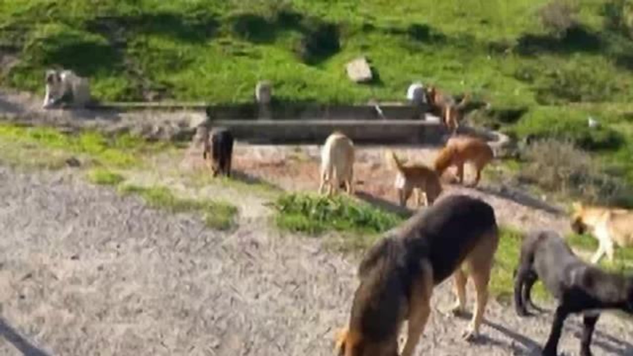 Kimsesiz Hayvanları Koruma Derneği, Samsun'da Onlarca Köpeği Besliyor