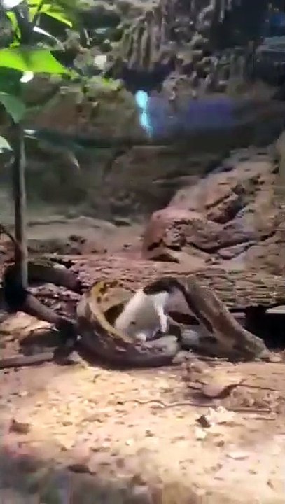snake hunting and consming rat-snake eating rat [r.i.p] melaka crocodile far