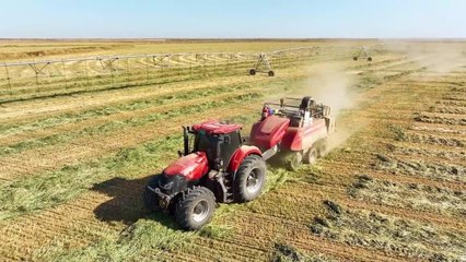 Çin'in Kuzeydoğusunda Çayır Yulafı Hasatı Başladı