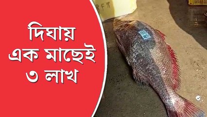 একটি মাত্র মাছ বিক্রি করেই প্রায় ৩ লাখ