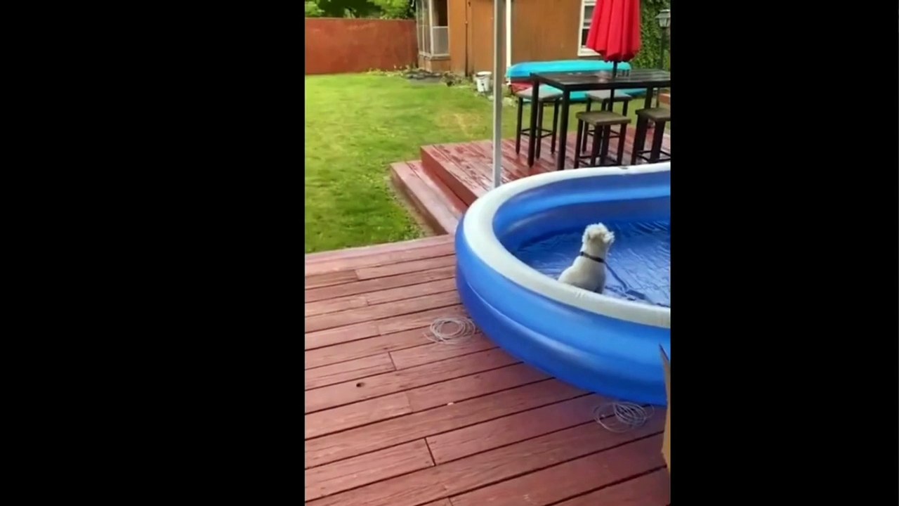 Funny animal videos